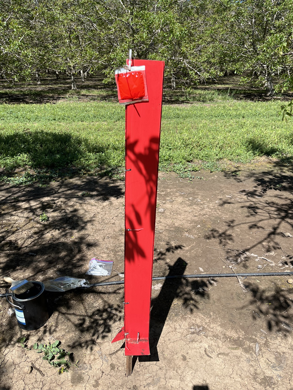 University of California Cooperative Extension researchers continue to conduct field trials to gauge the attractiveness of different colored traps in catching Pacific flatheaded borer adults. So far, red and yellow have proven the most effective.